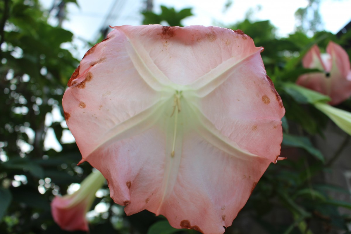 Brugmansia suaveolens (Humb. & Bonpl. ex Willd.) Sweet